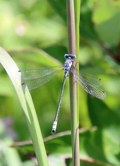 Lestes unguiculatus