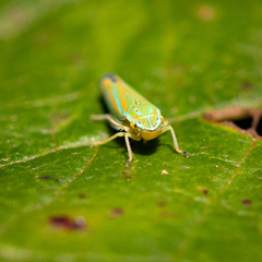 Graphocephala versuta