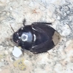 Macroscytus brunneus