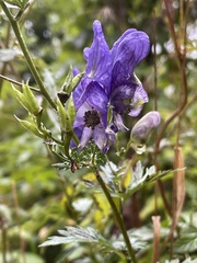 Aconitum variegatum