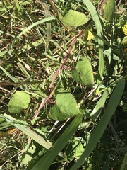 Ipomoea pandurata