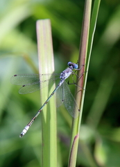 Lestes unguiculatus