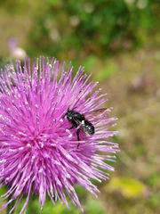 Megachile amparo