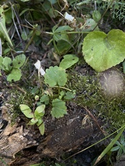 Micranthes odontoloma