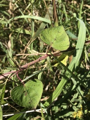 Ipomoea pandurata