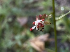 Micranthes odontoloma