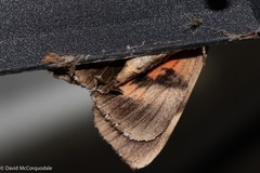 Catocala ultronia