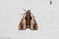Catocala ultronia