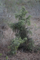 Juniperus navicularis