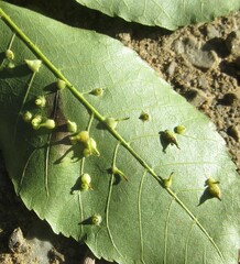 Caryomyia inclinata