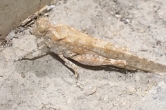 Sphingonotus