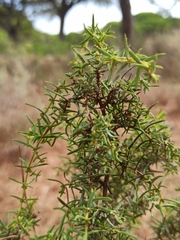 Juniperus navicularis
