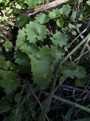 Micranthes odontoloma