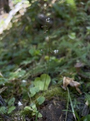 Micranthes odontoloma