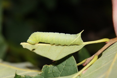 Paonias excaecata