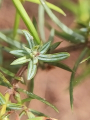 Juniperus navicularis