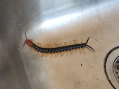 Scolopendra heros