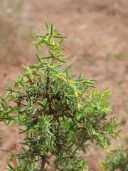Juniperus navicularis