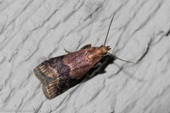 Eulogia ochrifrontella