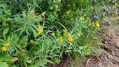 Euthamia graminifolia