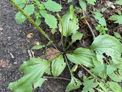 Rugel's Plantain (Plantago rugelii)