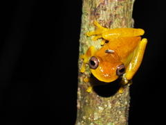 Dendropsophus minutus