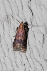 Eulogia ochrifrontella