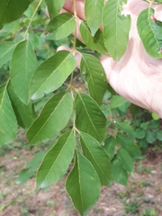 Fraxinus ornus