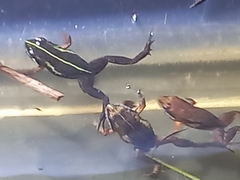Microbatrachella capensis