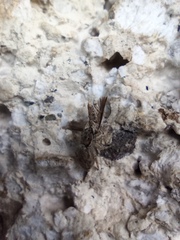 Menemerus bivittatus