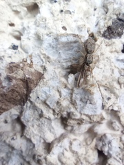 Menemerus bivittatus