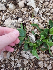 Ditaxis humilis