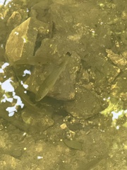 Micropterus floridanus