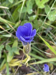 Gentianopsis ciliata