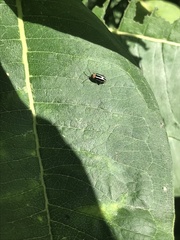 Disonycha glabrata