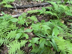 Medeola virginiana