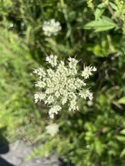 Daucus