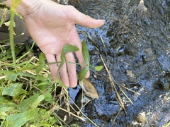 Oxypolis occidentalis