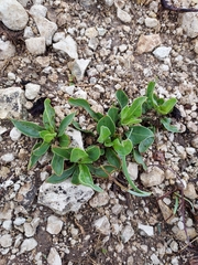 Ditaxis humilis