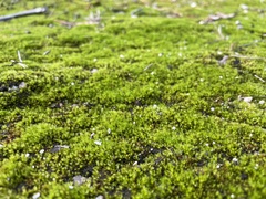 Syntrichia ruralis