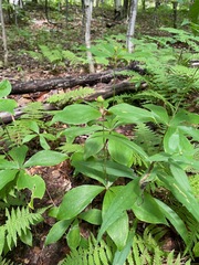 Medeola virginiana