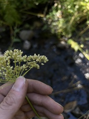 Oxypolis occidentalis