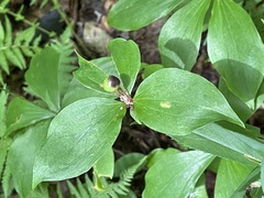 Medeola virginiana