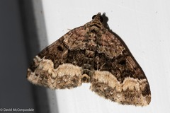 Euphyia intermediata