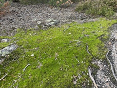 Syntrichia ruralis