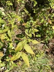 Lysimachia quadrifolia