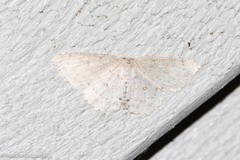 Cyclophora pendulinaria
