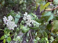 Funastrum cynanchoides