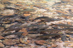 Tor tambroides