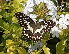 Papilio demoleus